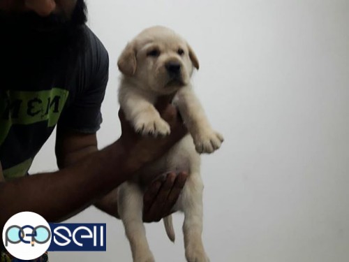 Lab puppy for sale,28 days old. 4 