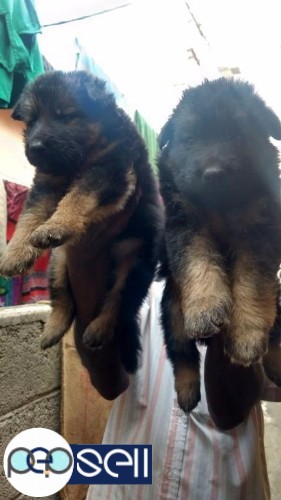 Rottweiler , pug , Labrador , German Shepherd for sale in Bangalore 2 
