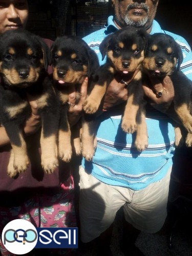 Rottweiler , pug , Labrador , German Shepherd for sale in Bangalore 4 