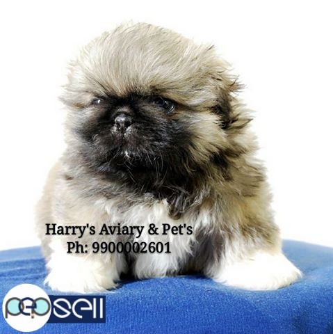 Pekingese pup for sale 0 