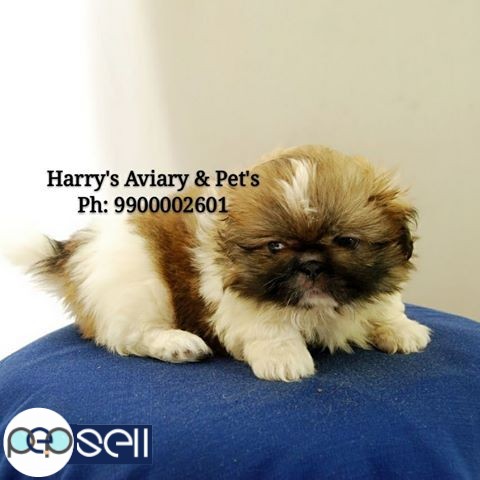 Pekingese pup for sale 1 