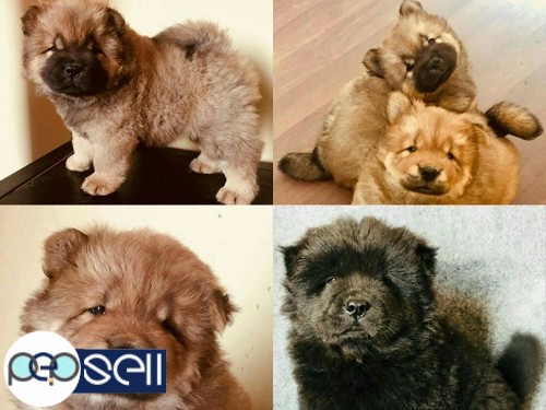 Chow Chow puppies available for sale 0 