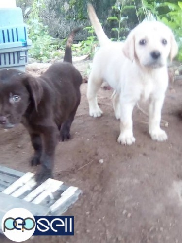 Good quality Labrador puppies for sale in Kochi  0 