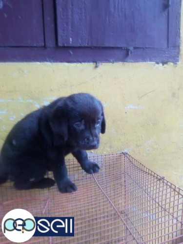 Good quality Labrador puppies for sale in Kochi  1 