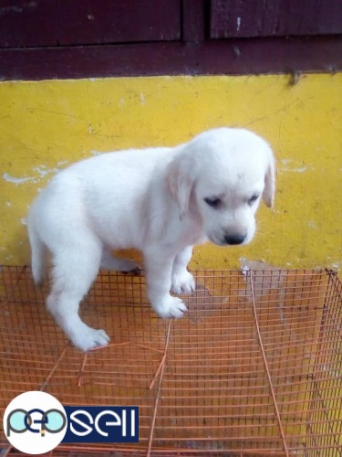Good quality Labrador puppies for sale in Kochi  3 