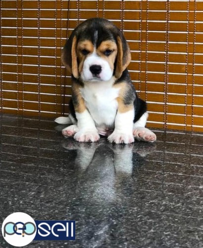 Show Quality Beagle Male Puppy Available For Sale in Kochi 0 