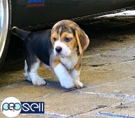 Show Quality Beagle Male Puppy Available For Sale in Kochi 1 
