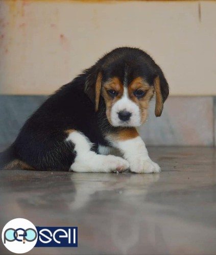 Show Quality Beagle Male Puppy Available For Sale in Kochi 2 