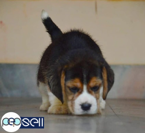 Show Quality Beagle Male Puppy Available For Sale in Kochi 3 