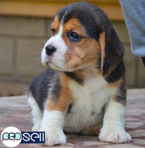 Show Quality Beagle Male Puppy Available For Sale in Kochi 4 