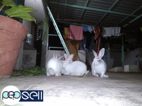 1.5 months to 3 months old rabbit babies for sale in Nagarabhavi, Bangalore 4 