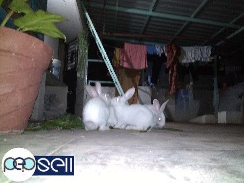 1.5 months to 3 months old rabbit babies for sale in Nagarabhavi, Bangalore 5 