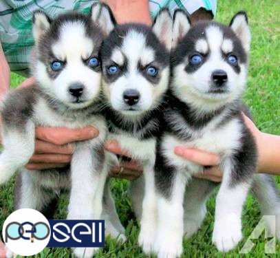  Siberian Husky Puppies Blue eyes Ready for sale 0 