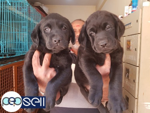 outstanding quality labrador puppies available in bangalore 1 