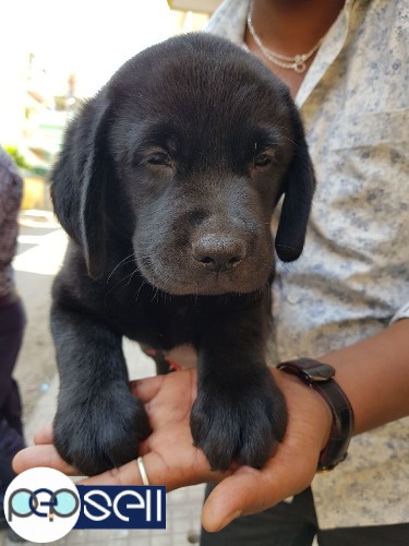 outstanding quality labrador puppies available in bangalore 2 