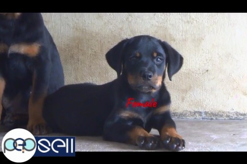 Import Lineage Rottweiler Stud Puppies For Sale At Cochin 0 