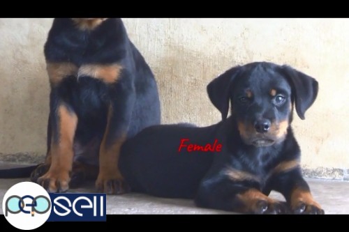 Import Lineage Rottweiler Stud Puppies For Sale At Cochin 1 