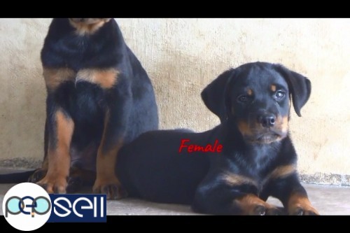 Import Lineage Rottweiler Stud Puppies For Sale At Cochin 2 
