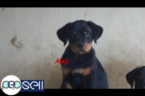 Import Lineage Rottweiler Stud Puppies For Sale At Cochin 3 