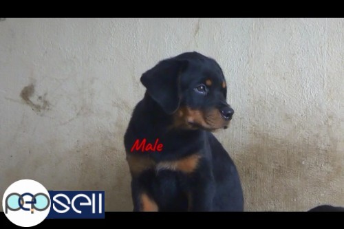 Import Lineage Rottweiler Stud Puppies For Sale At Cochin 4 