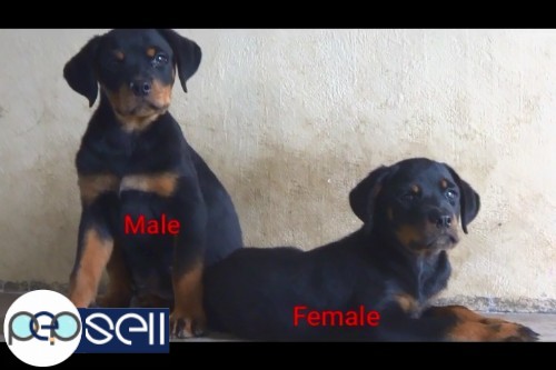Import Lineage Rottweiler Stud Puppies For Sale At Cochin 5 