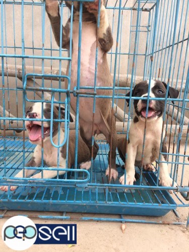 American PitBull Blue pups Sale 2 