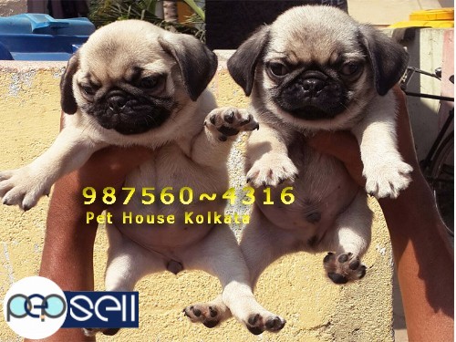 Cute Little PUG Dogs available here for sale at~  MANIPUR 0 