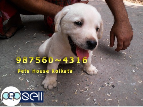 Show Quality LABRADOR  male and Fe male  Available for sale at MANIPUR 0 
