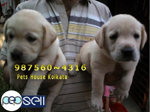 Show Quality LABRADOR  male and Fe male  Available for sale at MANIPUR 1 