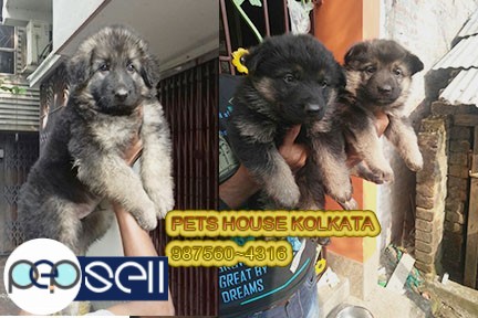 Kci Registered Top GERMAN SHEPHERD Dogs for sale at MANIPUR 1 