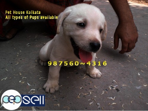 Show Quality LABRADOR Dogs for sale at~ GUWAHATI 1 