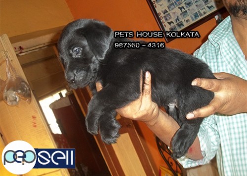 Show Quality LABRADOR Dogs for sale at~ GUWAHATI 3 