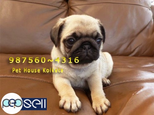Kci Registered Top PUG Dogs for sale at ~GUWAHATI 0 