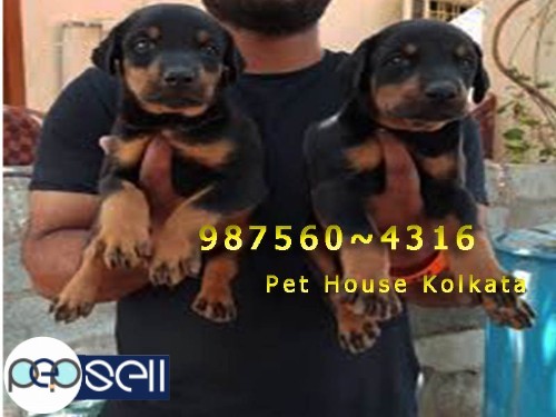 Kci Registered Top PUG Dogs for sale at ~GUWAHATI 5 