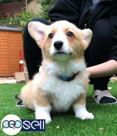 Outstanding Pembroke Welsh Corgi Puppies Available For Sale 1 