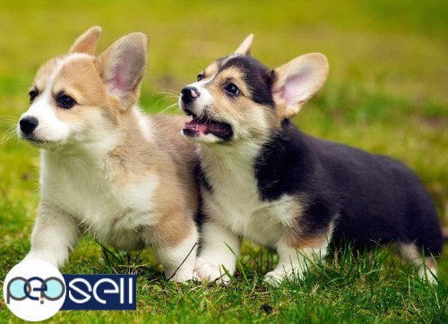 Outstanding Pembroke Welsh Corgi Puppies Available For Sale 2 