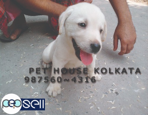 Show Quality LABRADOR Puppies  for sale at  ~ PET HOUSE KOLKATA 0 