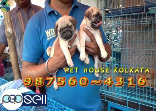 KCI Registered Top  PUG Dogs  For sale At ~ PETS HOUSE KOLKATA 3 
