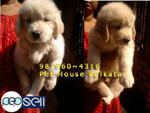 KCI Registered Top GOLDEN RETRIEVER Dogs Puppies for sale At~ PETS HOUSE KOLKATA 0 
