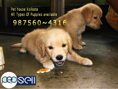 KCI Registered Top GOLDEN RETRIEVER Dogs Puppies for sale At~ PETS HOUSE KOLKATA 1 