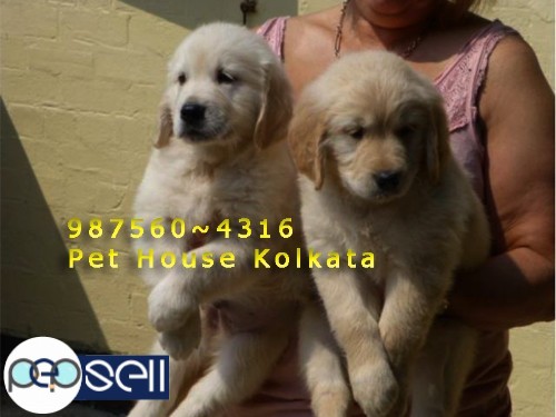 KCI Registered Top GOLDEN RETRIEVER Dogs Puppies for sale At~ PETS HOUSE KOLKATA 3 