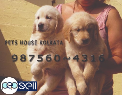 Show Quality  Healthy GOLDEN RETRIEVER Dogs Puppies available  At MANIPUR 1 