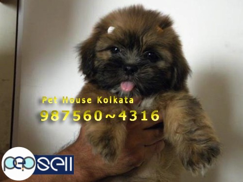 Show quality ROT WAILER Dogs And Puppies Available  At ~ PETS HOUSE KOLKATA 3 