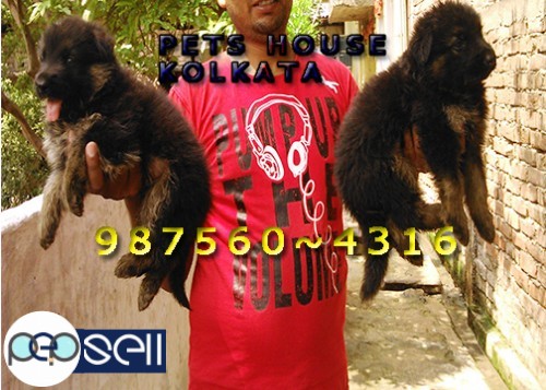Home Breed Show Quality GERMAN SHEPHERD Dogs And Puppies For sale At ~ SILCHAR 1 