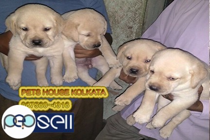 champion Quality Type LABRADOR Dogs  And puppies For Sale At  JORHAT 3 