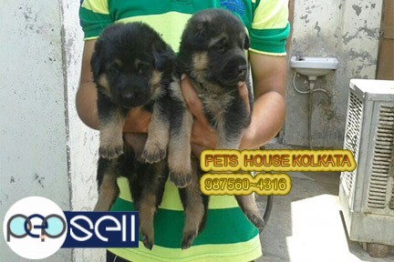 KCI Registered   Excellent GERMAN SHEPHERD Dogs And Puppies For sale At~ DIBRUGARH 0 