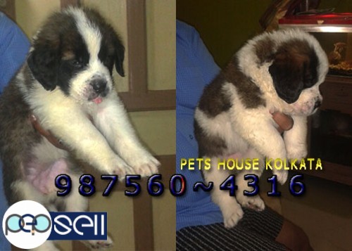 Imported Quality SAINT BERNARD dogs And puppies for sale At ~ SIKKIM 0 
