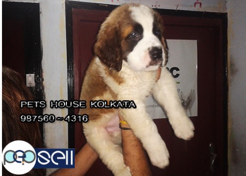 Imported Quality SAINT BERNARD dogs And puppies for sale At ~ SIKKIM 1 
