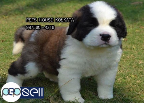 KCI Registered Top SAINT BERNARD Dog Puppies for sale at AIZAWL 0 