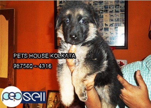 Massive Pedigree GERMAN SHEPHERD Dogs And Puppies for sale At ~ GUJARAT 0 